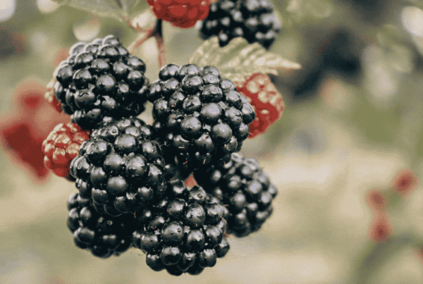 Owoce bogate w białko