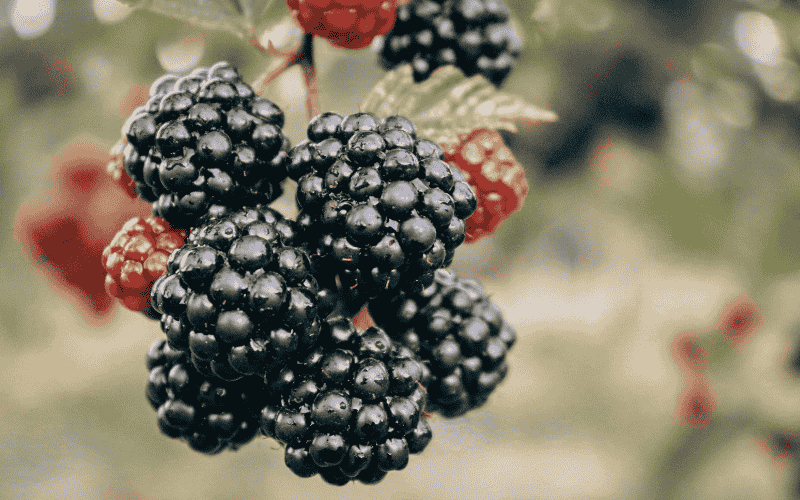 Owoce bogate w białko