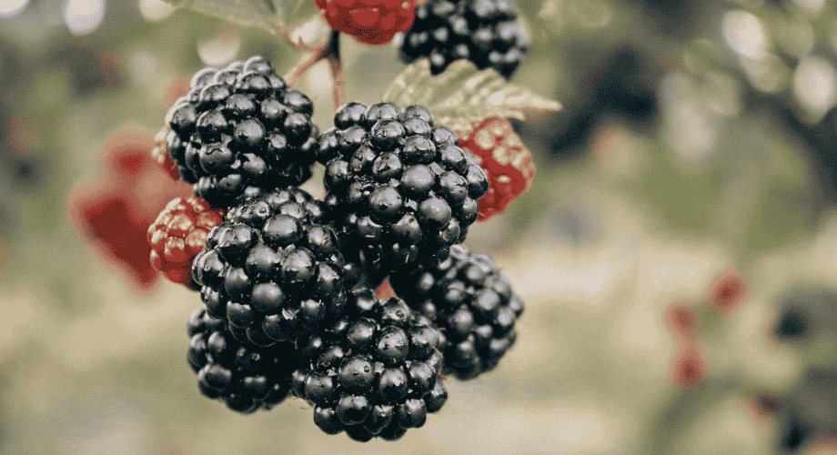 Owoce bogate w białko – które warto włączyć do codziennej diety?